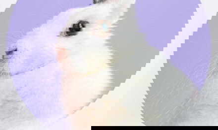 The 2nd Best Use of a Rabbit