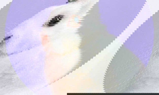 The 2nd Best Use of a Rabbit
