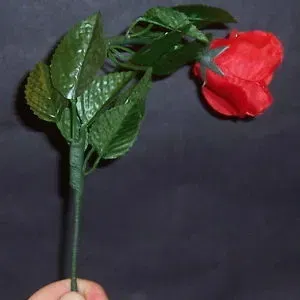 Drooping Rose